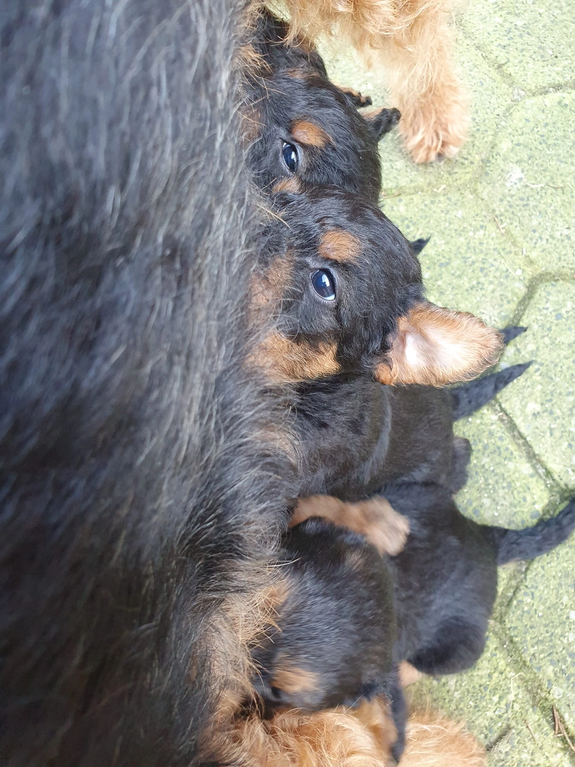 Züchter in VDH - Airedale Terrier vom Lorbas - welpen