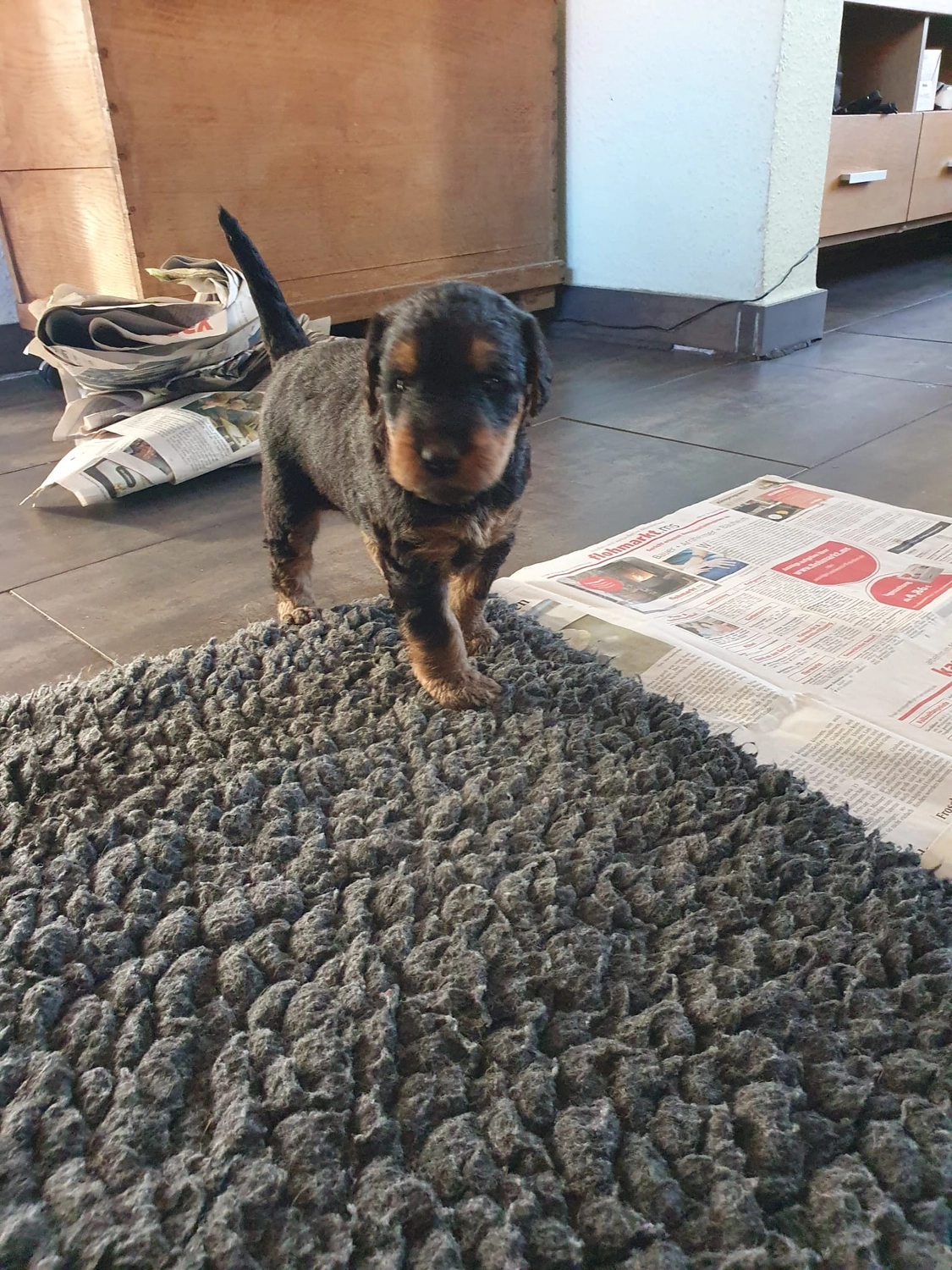 Züchter in VDH - Airedale Terrier vom Lorbas - welpen