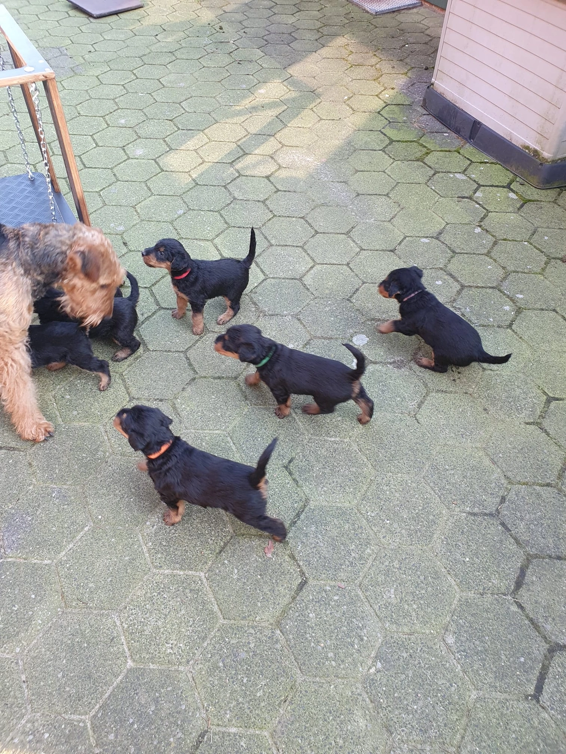 Züchter in VDH - Airedale Terrier vom Lorbas - welpen