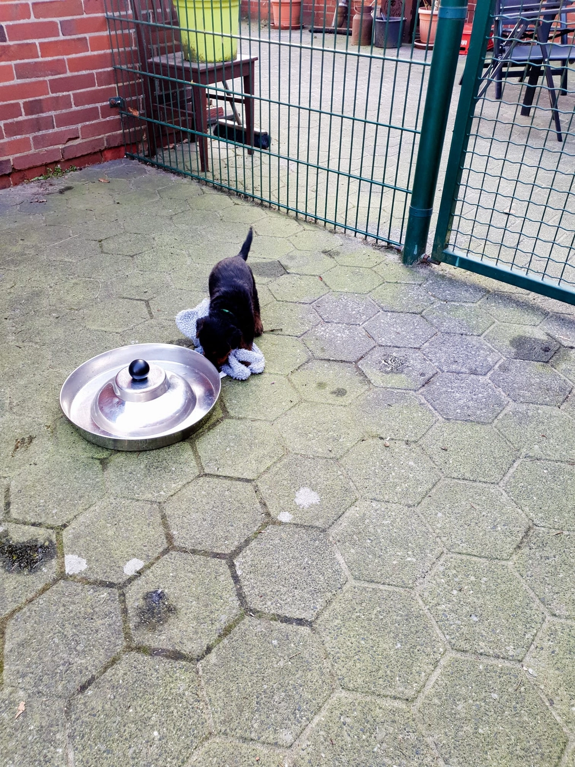 Züchter in VDH - Airedale Terrier vom Lorbas - welpen