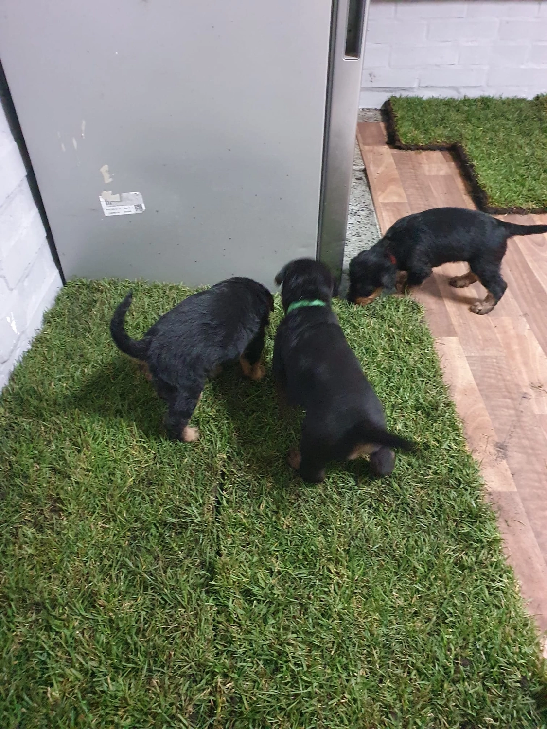 Züchter in VDH - Airedale Terrier vom Lorbas - welpen