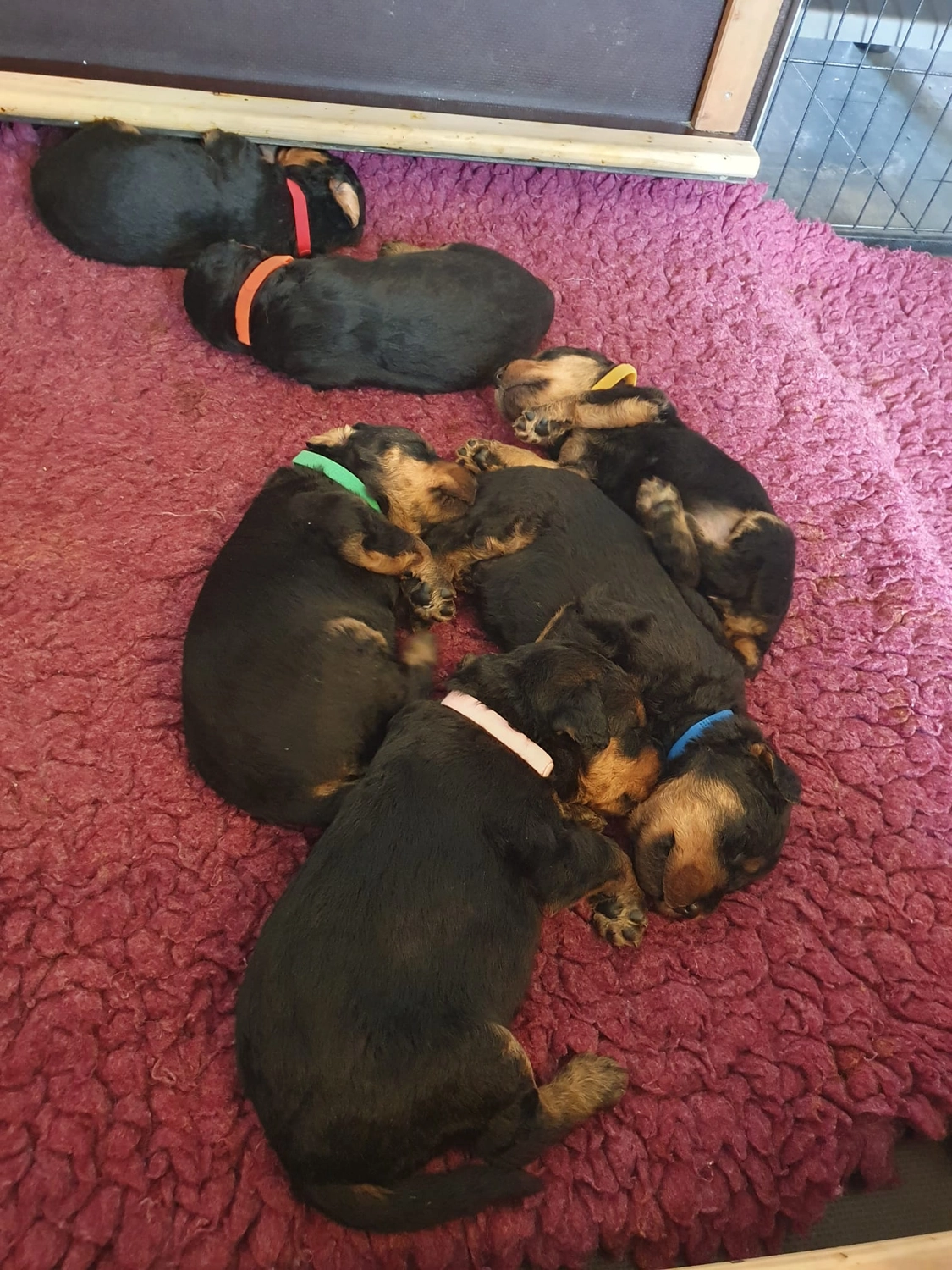 Züchter in VDH - Airedale Terrier vom Lorbas - welpen