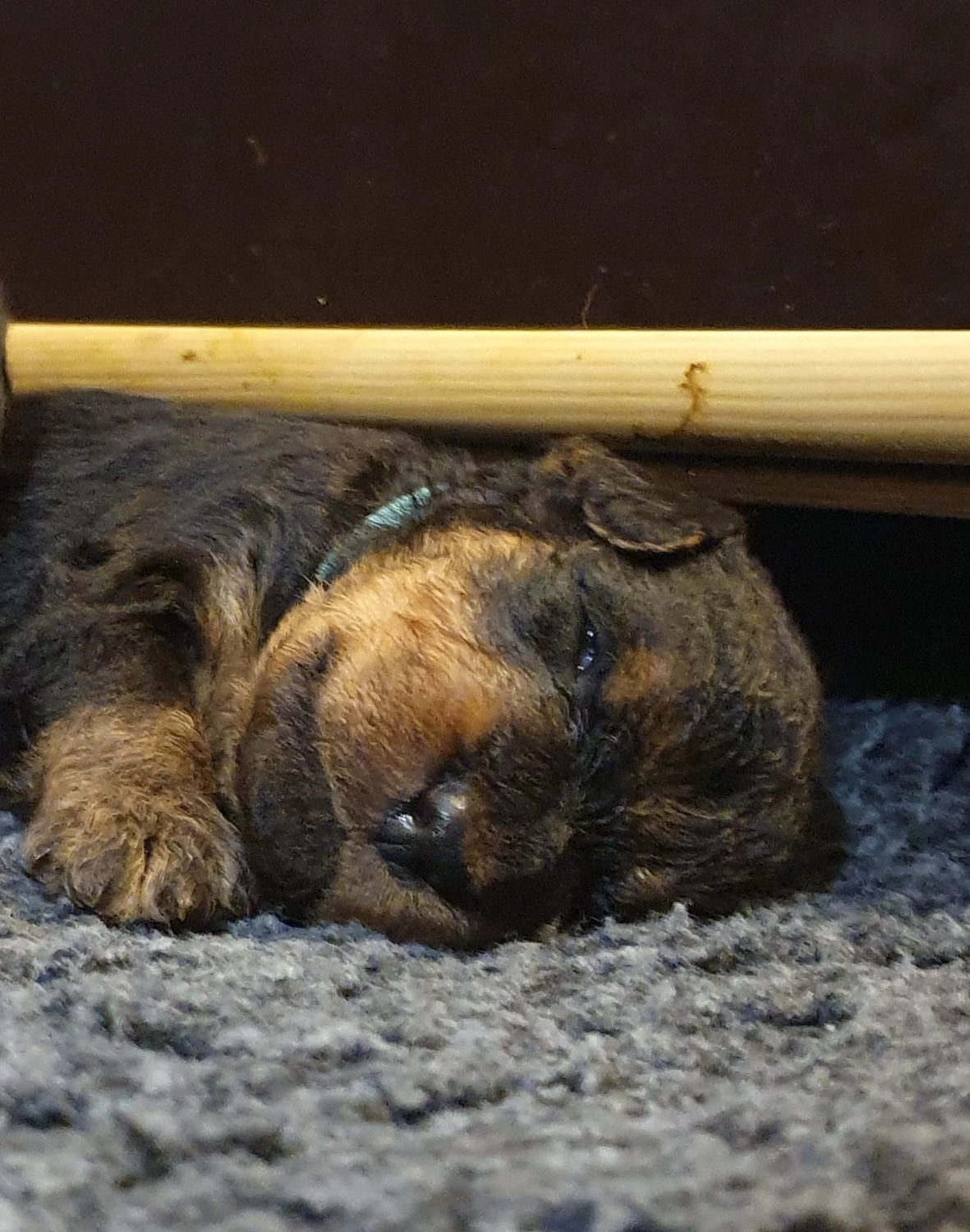 Züchter in VDH - Airedale Terrier vom Lorbas - welpen
