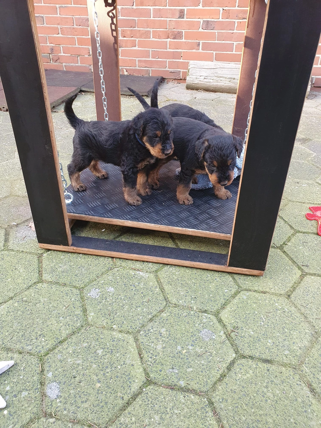 Züchter in VDH - Airedale Terrier vom Lorbas - welpen