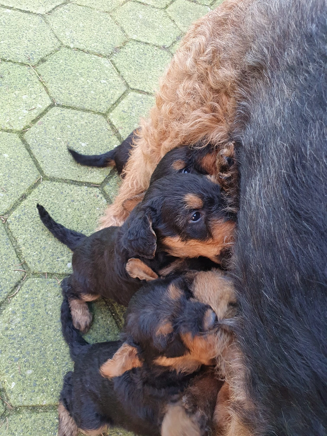Züchter in VDH - Airedale Terrier vom Lorbas - welpen