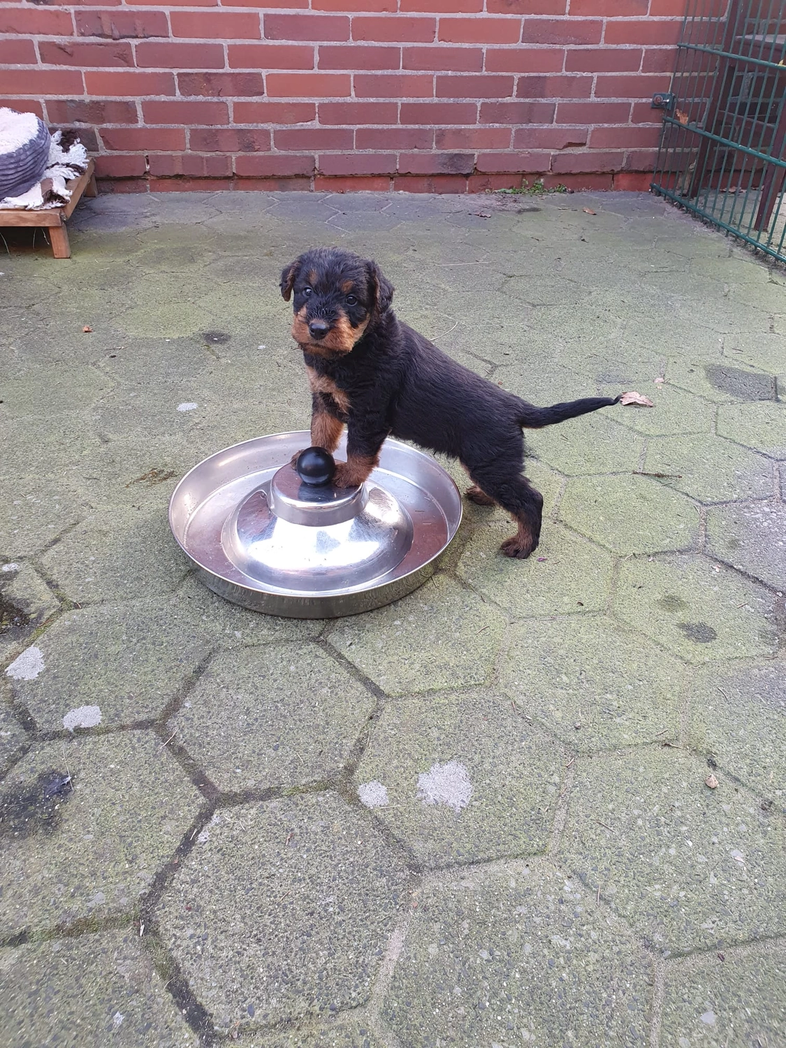 Züchter in VDH - Airedale Terrier vom Lorbas - welpen