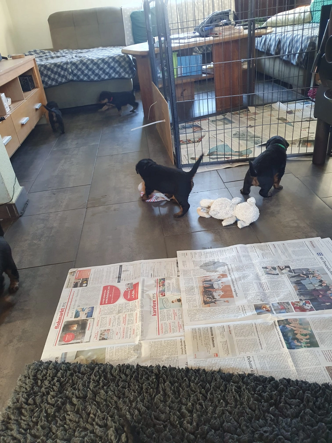 Züchter in VDH - Airedale Terrier vom Lorbas - welpen