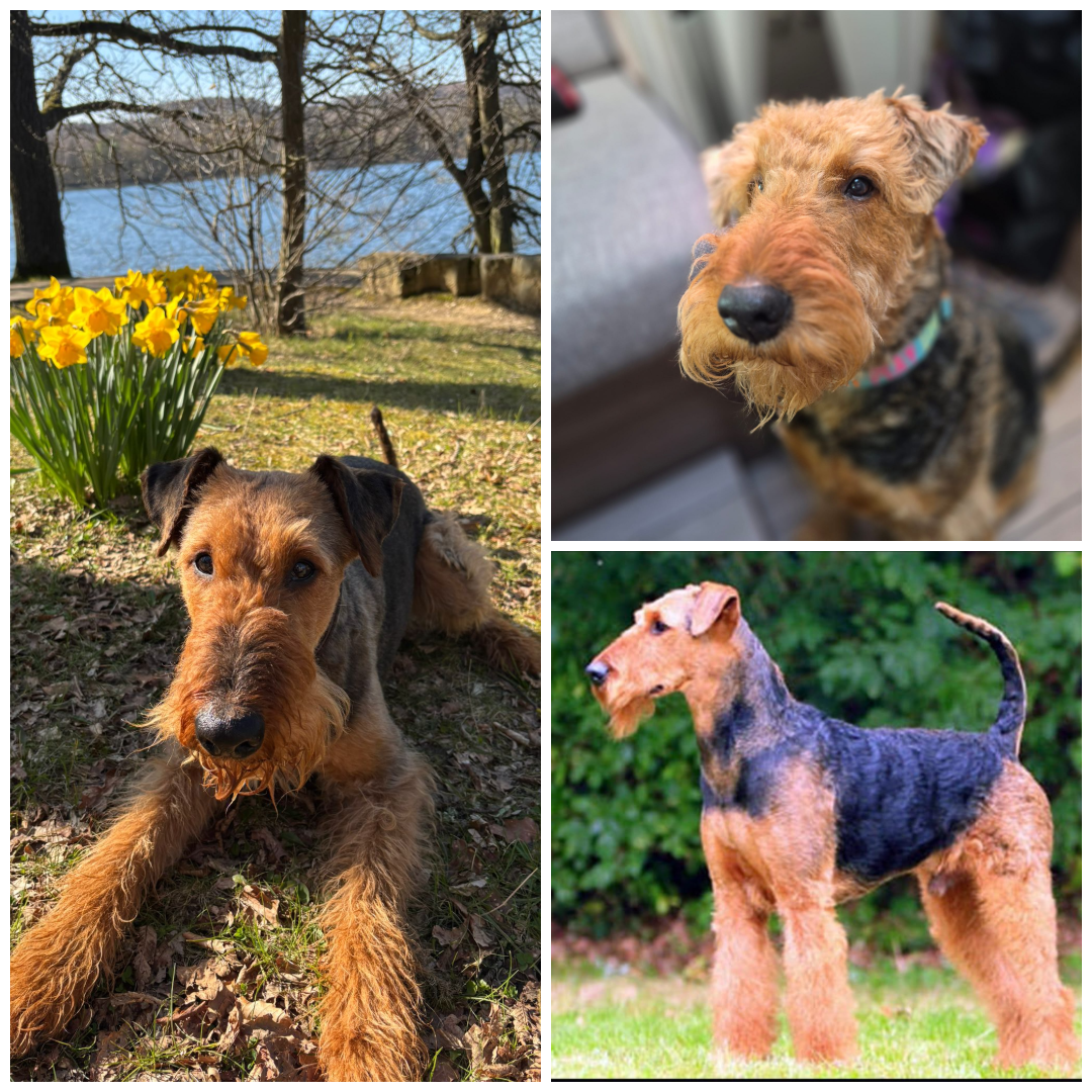 Züchter in VDH - Airedale Terrier vom Lorbas 
