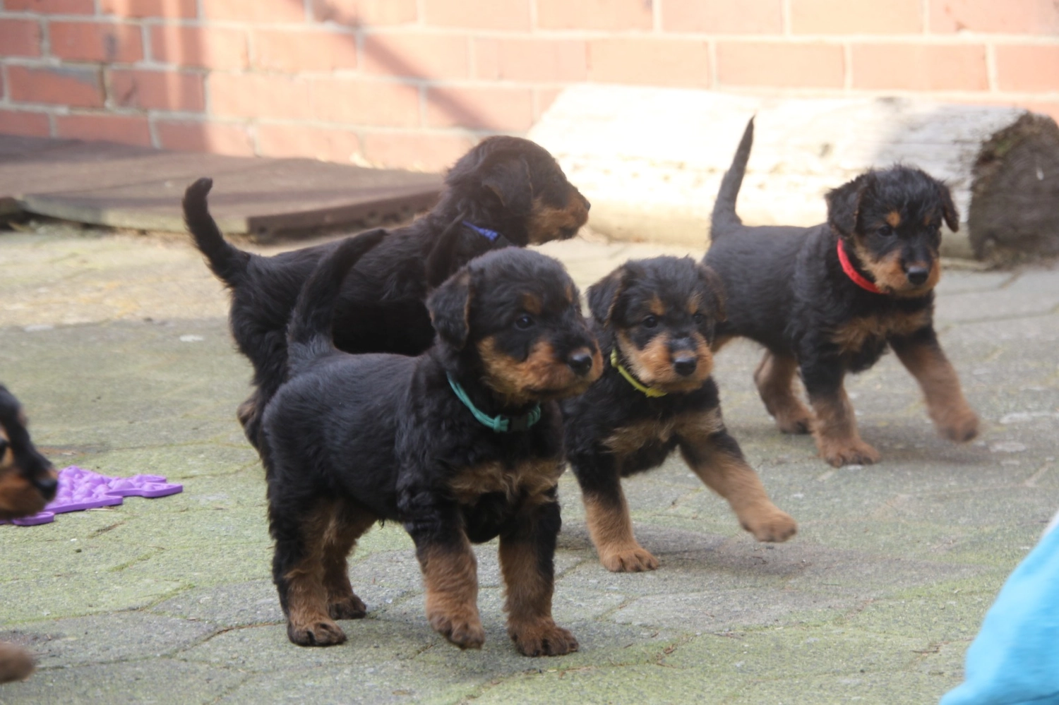 Züchter in VDH - Airedale Terrier vom Lorbas - L-Wurf  