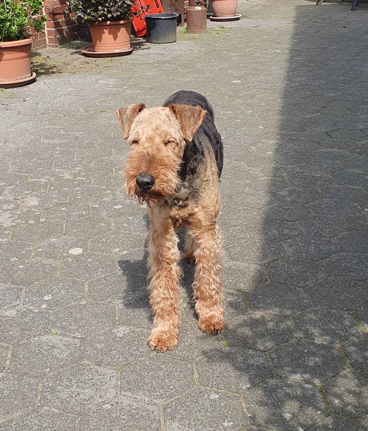 Züchter in VDH - Airedale Terrier vom Lorbas