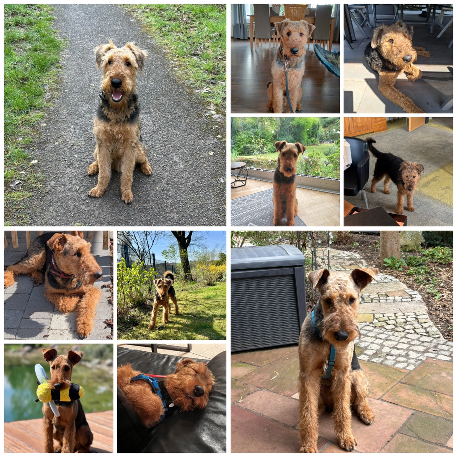 Züchter in VDH - Airedale Terrier vom Lorbas