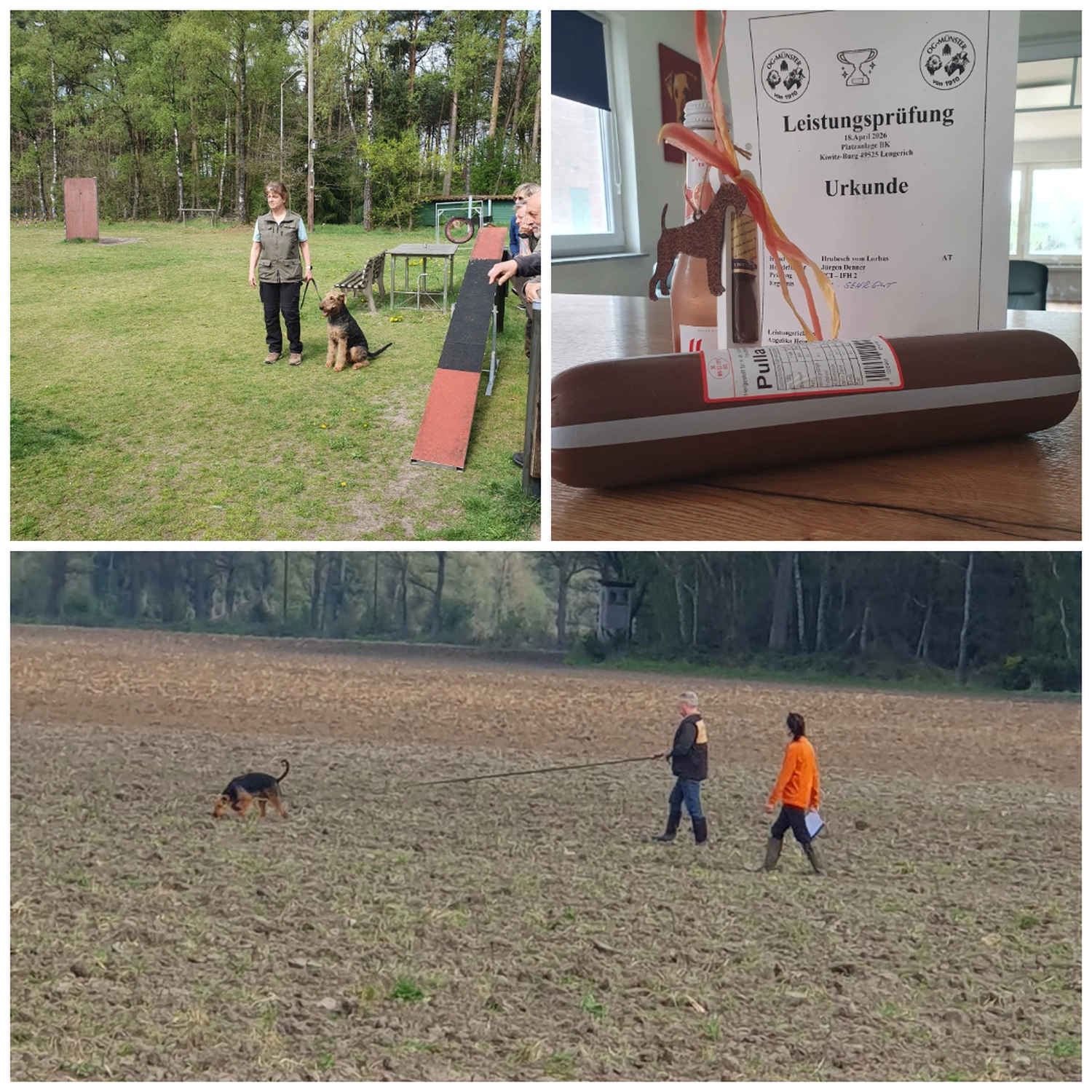 Züchter in VDH - Airedale Terrier vom Lorbas