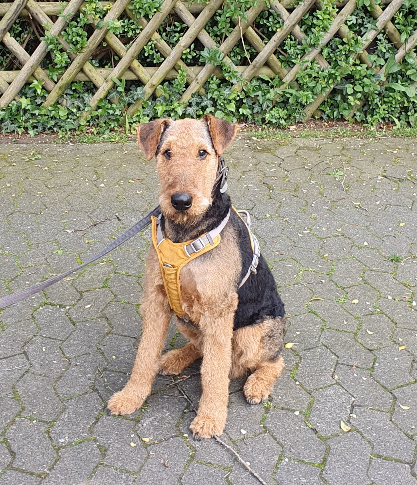 Züchter in VDH - Airedale Terrier vom Lorbas