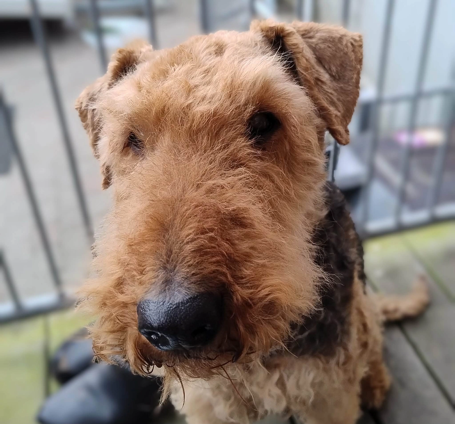 Züchter in VDH - Airedale Terrier vom Lorbas 