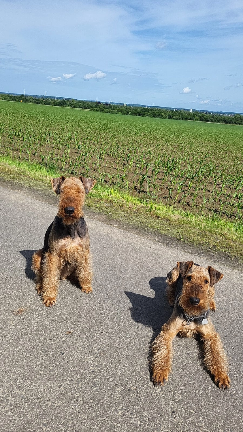 Züchter in VDH - Airedale Terrier vom Lorbas 