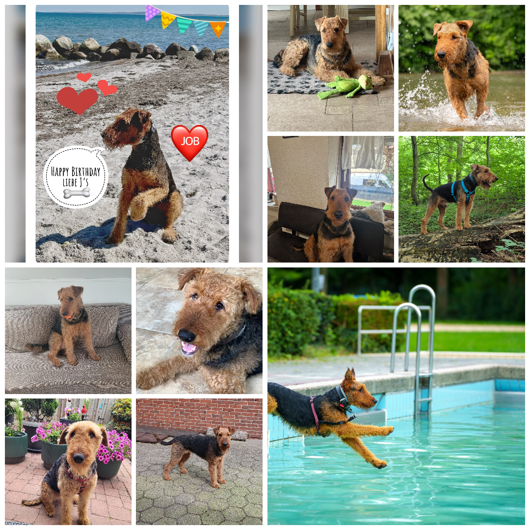 Züchter in VDH - Airedale Terrier vom Lorbas