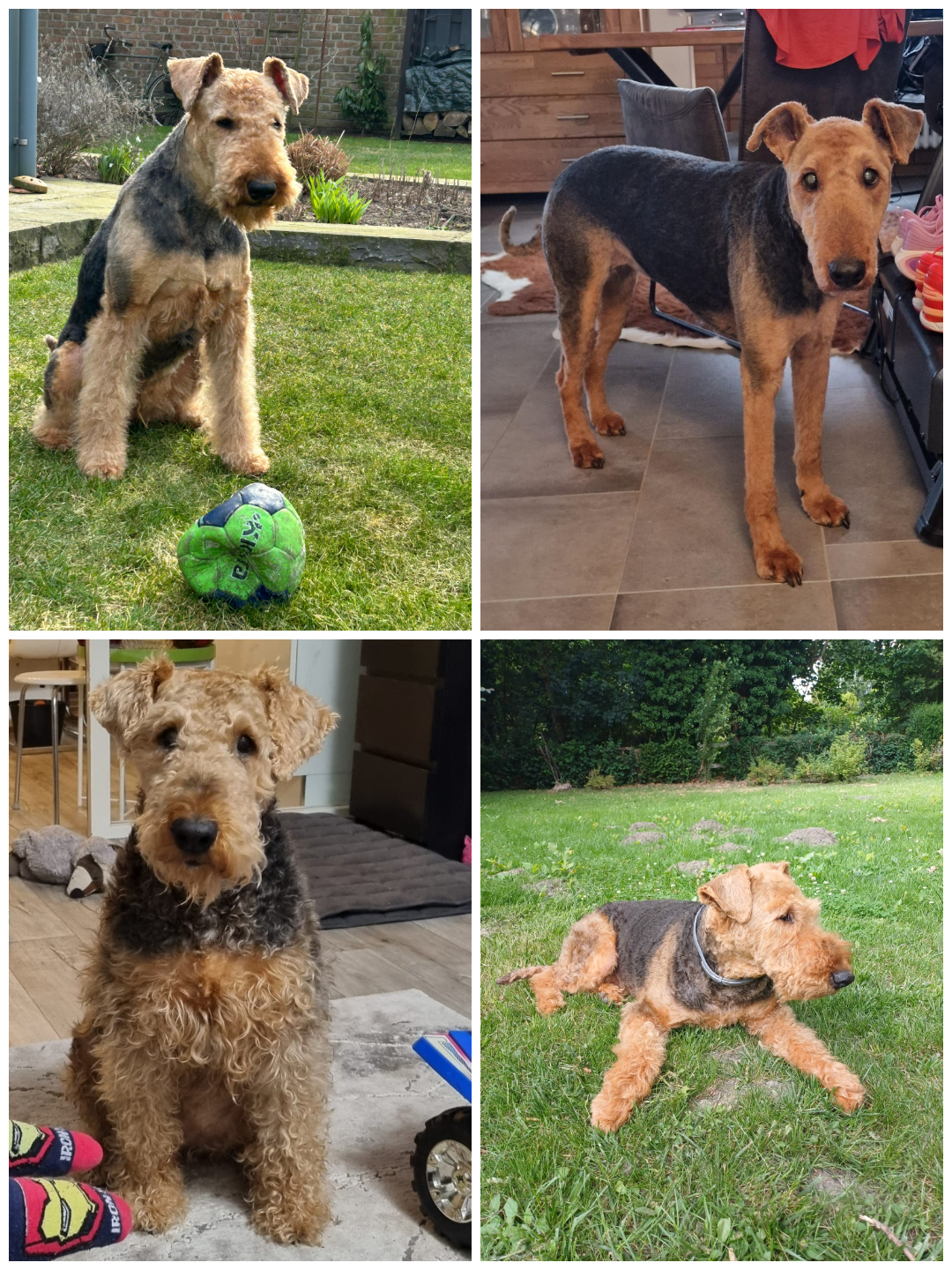 Züchter in VDH - Airedale Terrier vom Lorbas