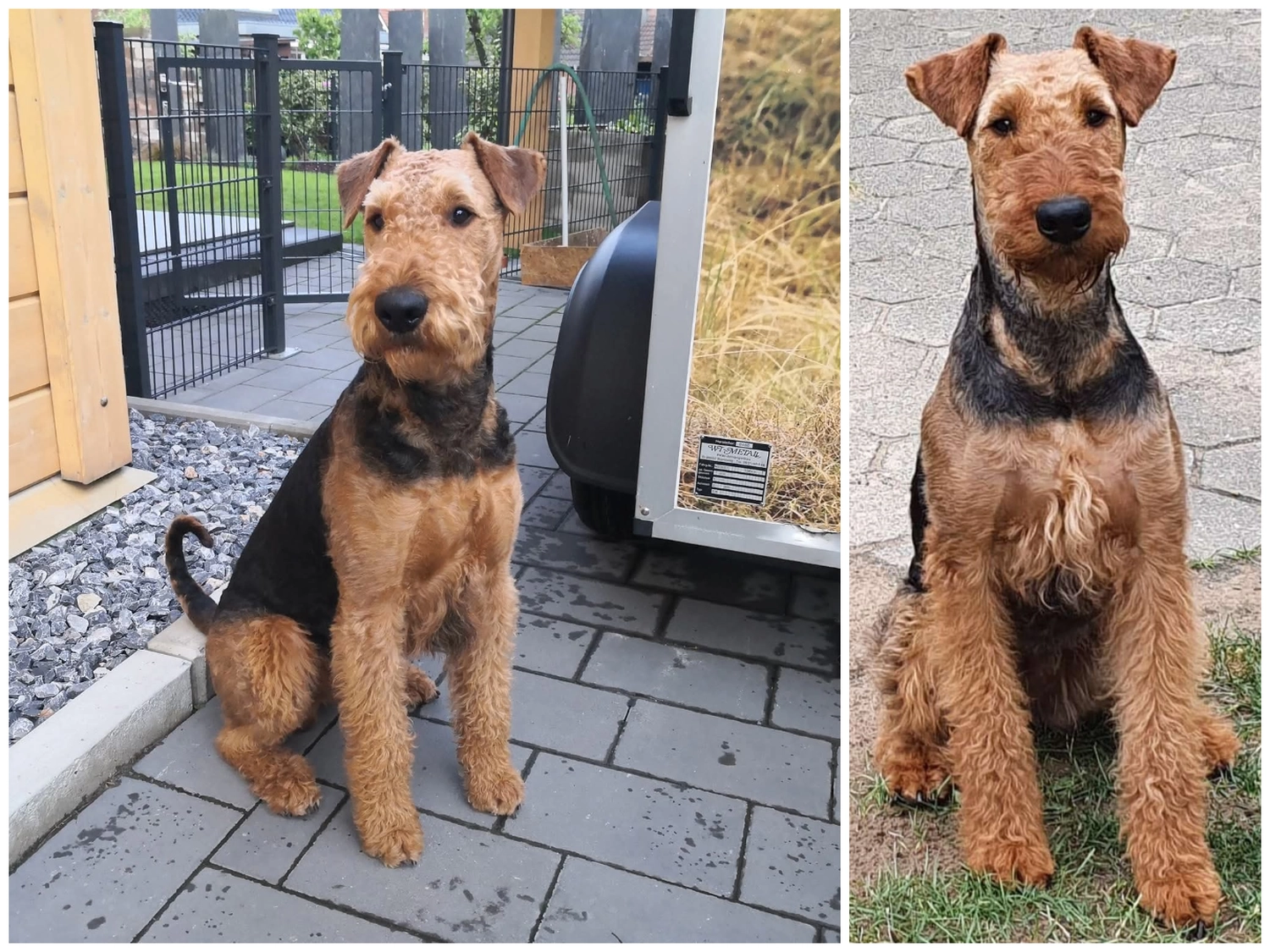 Züchter in VDH - Airedale Terrier vom Lorbas