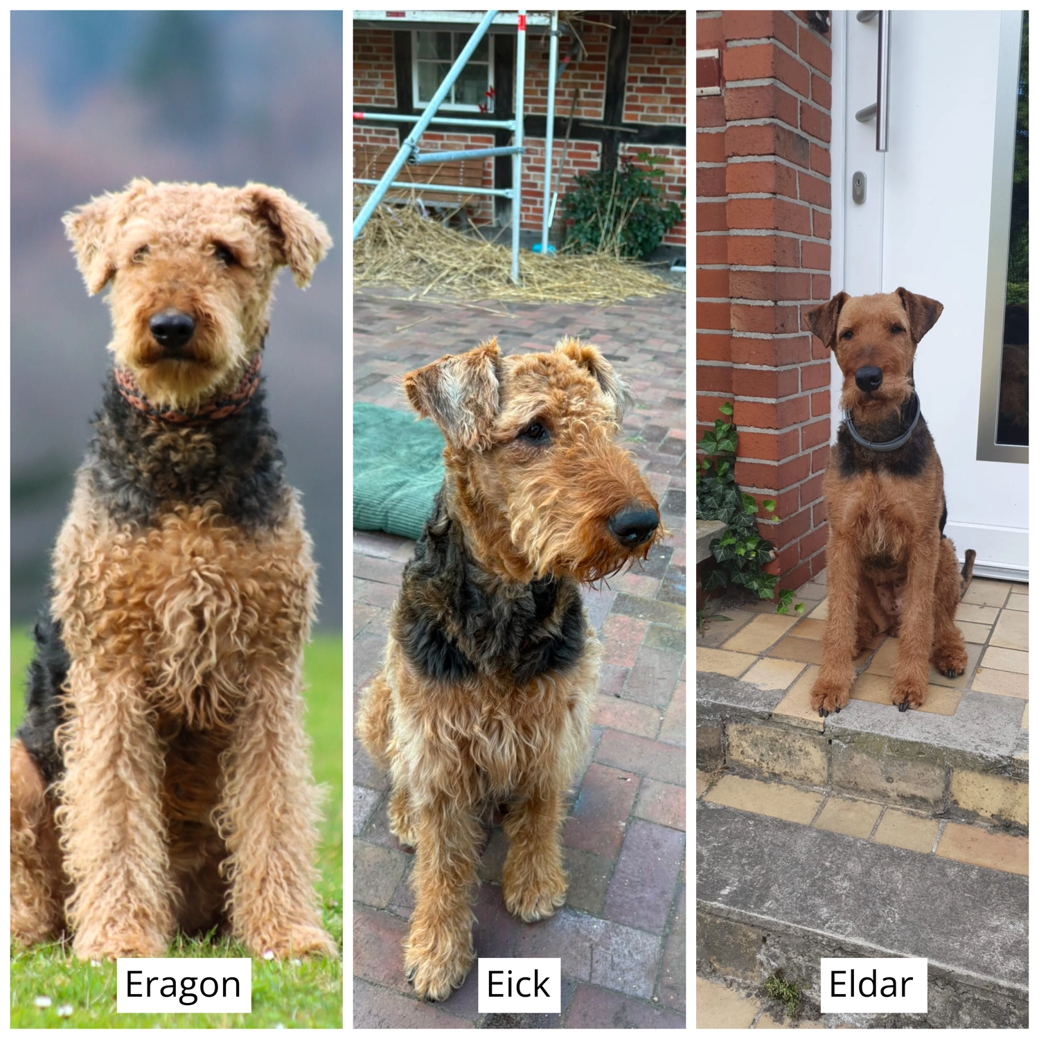 Züchter in VDH - Airedale Terrier vom Lorbas