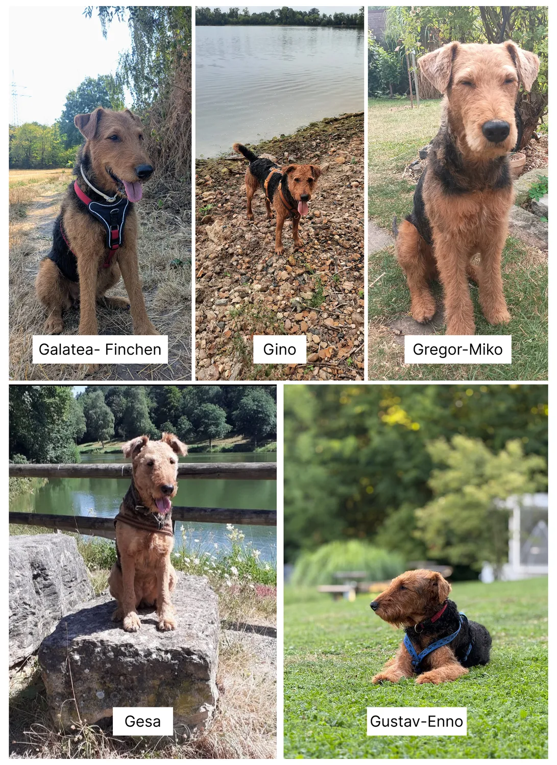 Züchter in VDH - Airedale Terrier vom Lorbas